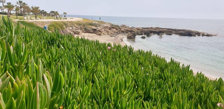 SODAP Beach in Paphos Ein wunderschönes Strand in paphos auf Zypern