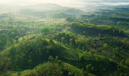 Die Top-Länder beim Waldzuwachs