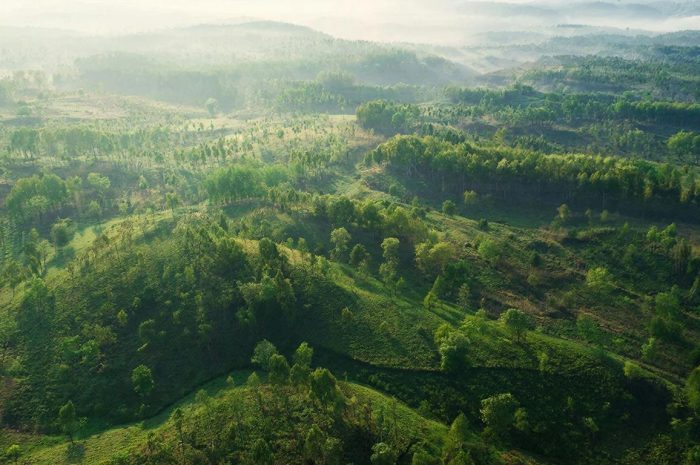 Weltweite Aufforstung: Welche Länder begrünten die Erde am stärksten in den letzten 10 Jahren?