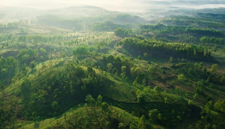 Die Top-Länder beim Waldzuwachs
