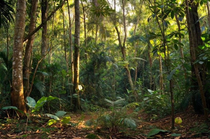 Vom Klimapuffer zur CO₂-Quelle aus Wälder Afrikas