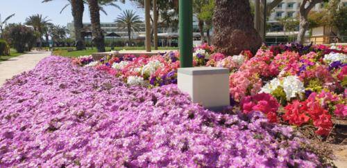 Blumen in Paphos