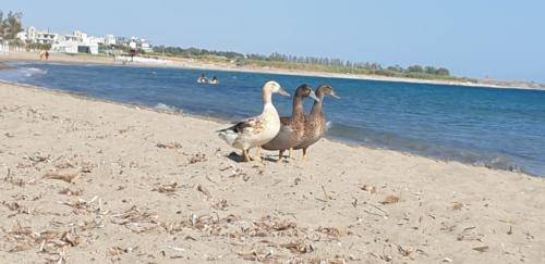 RIKOS Beach in Paphos. 