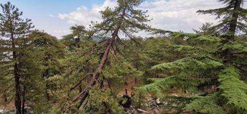 Trodos Zypern - faszinierende Berglandschaft 12