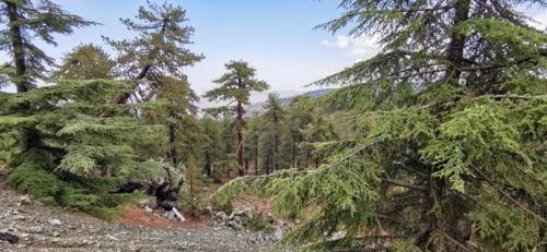 Trodos Zypern - faszinierende Berglandschaft 11