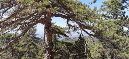 Trodos Zypern - faszinierende Berglandschaft 01