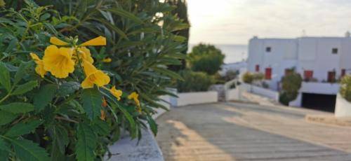 Ikaria Village - mitten in Paradise auf Zypern Paphos.